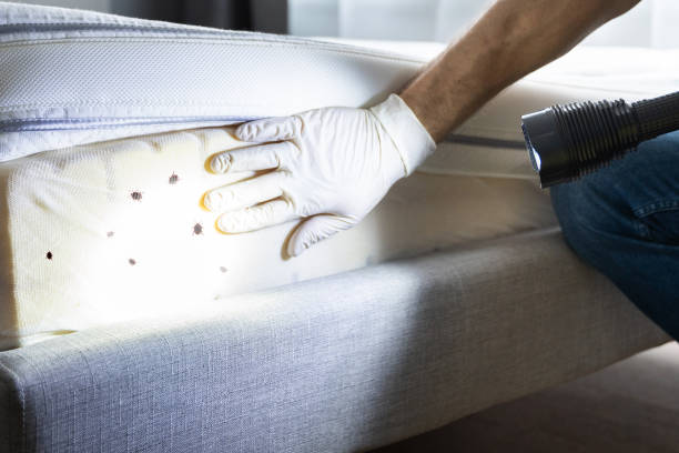 Flea Control Services in St Ignace, MI