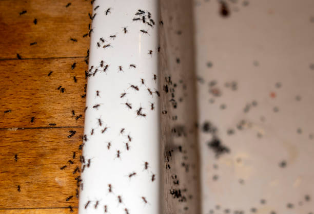 Best Ant Control Services  in St Ignace, MI