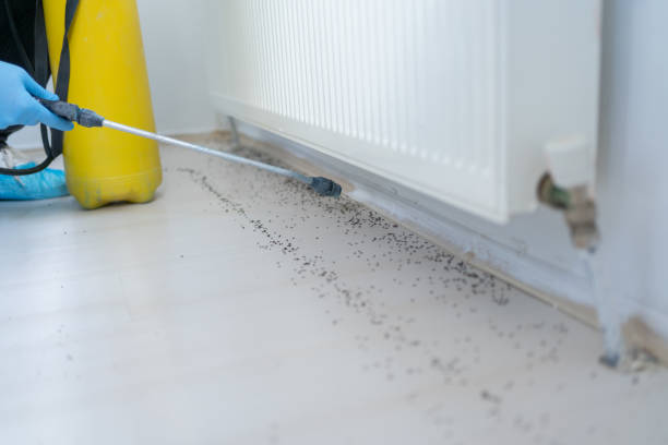 Professional Pest Control in St Ignace, MI